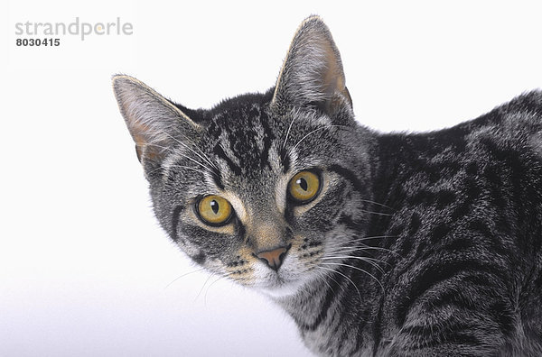 Portrait Katze britisch Kanada grau Vancouver