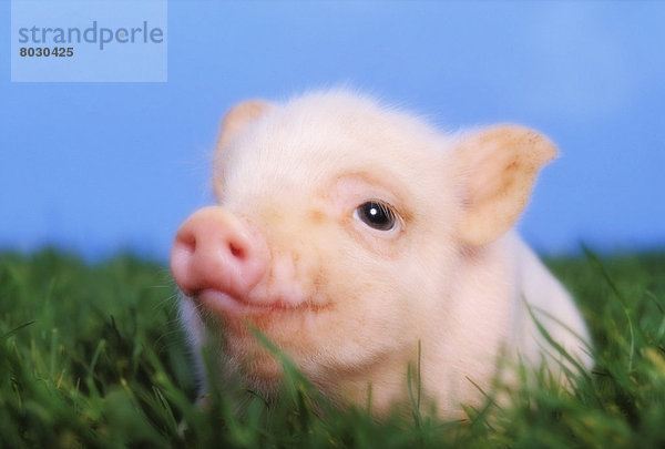 Baby pig lying on grass British columbia canada