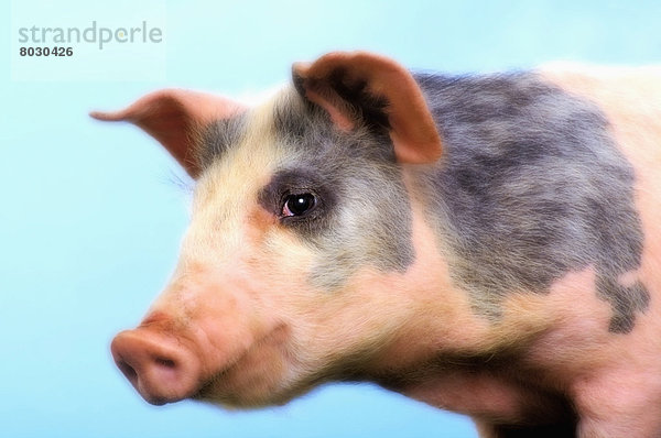 Pig with a blue background British columbia canada