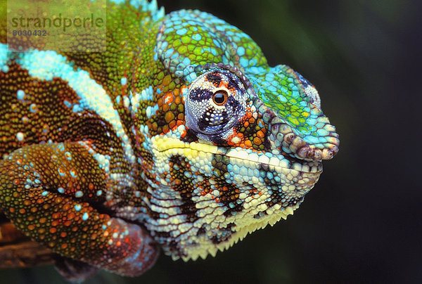 Male panther chameleon (furcifer pardalis) British columbia canada