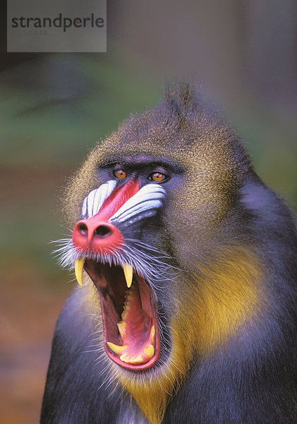 Roaring mandrill baboon Florida united states of america