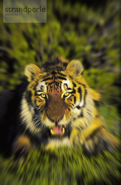 Raubkatze  Tiger  Panthera tigris  bezahlen  zahlen  Afrika