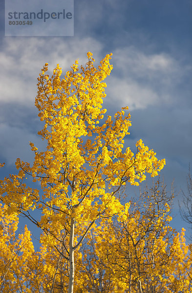 Espe  Populus tremula  Amerika  Herbst  Bundesstraße  vorwärts  Verbindung  Alaska  Fairbanks  Laub  Süden