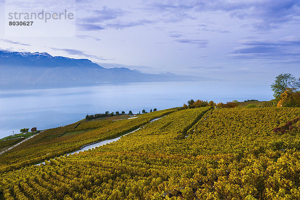 Vineyards and lake genova Chexbres switzerland