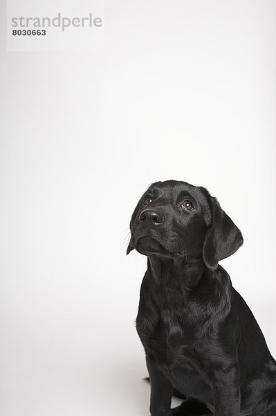 Black lab puppy Toronto ontario canada