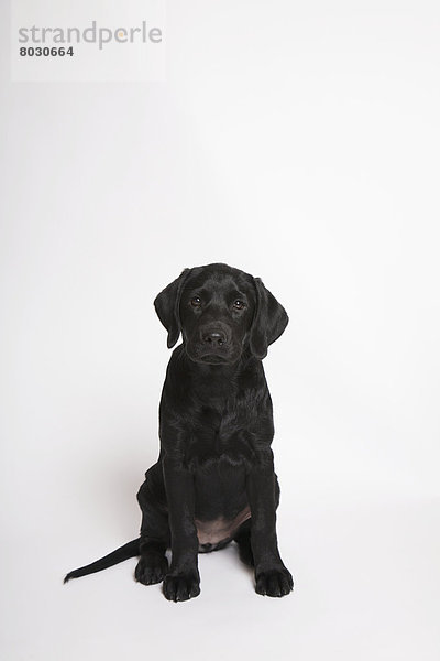 Black lab puppy Toronto ontario canada