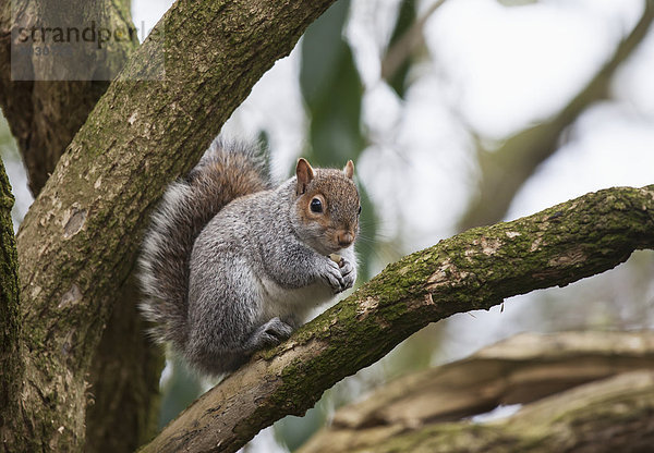 A squirrel in a tree Middlesborough teeside england