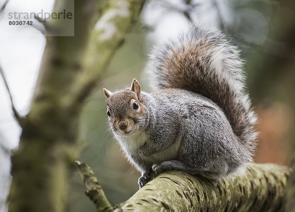 Grauhörnchen Sciurus carolinensis Baum