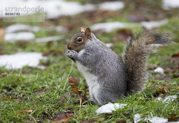 Grauhörnchen Sciurus carolinensis Boden Fußboden Fußböden Spur essen essend isst Schnee