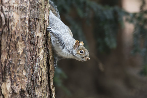 Grauhörnchen Sciurus carolinensis Baum Produktion Baumstamm Stamm Weg