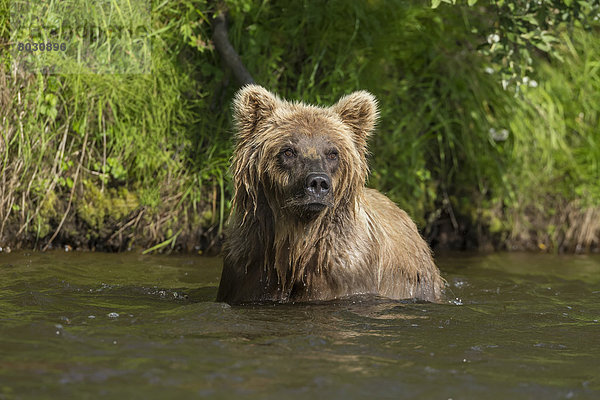Braunbär  Ursus arctos  Nationalpark  Abendessen  sehen  Chance  klein  waten  jung  Lachs  Katmai National Park and Preserve