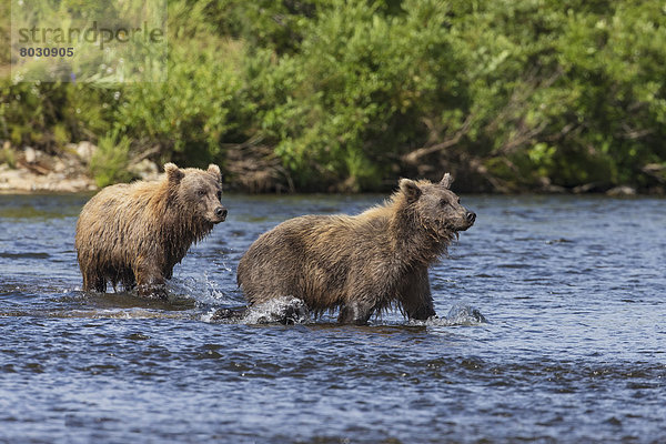 Bär  Nationalpark  sehen  waten  2  jung  Lachs  Katmai National Park and Preserve  Rotlachs  Oncorhynchus nerka  braun