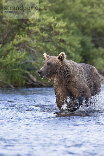 Braunbär  Ursus arctos  Nationalpark  Abendessen  sehen  Chance  klein  waten  Lachs  Katmai National Park and Preserve  Bär