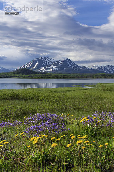 Küste  See  blühen  Wildblume  vorwärts  Frühling