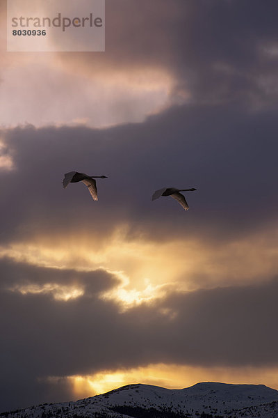 Trompeter  nehmen  Sonnenuntergang  über  See  Himmel  wandern  Sumpf  Schwan