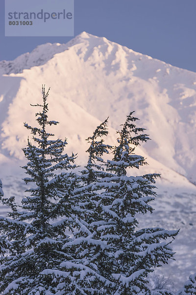 Vereinigte Staaten von Amerika  USA  beleuchtet  Berg  Winter  Tischset  Baum  Silhouette  Chugach National Forest  Lerche  Sonne