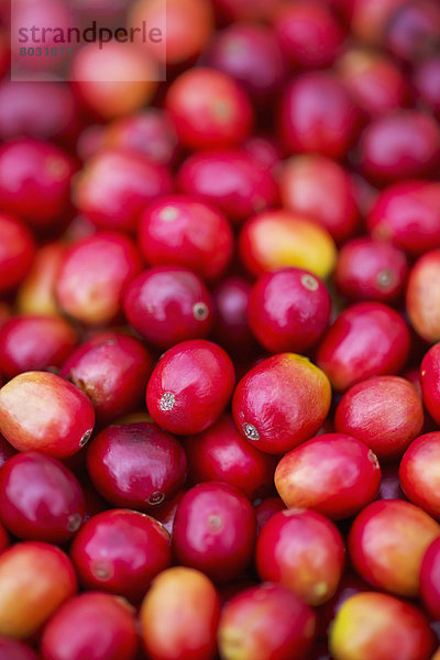 hoch  oben  nahe  Helligkeit  Kirsche  rot  Kaffee  Kona