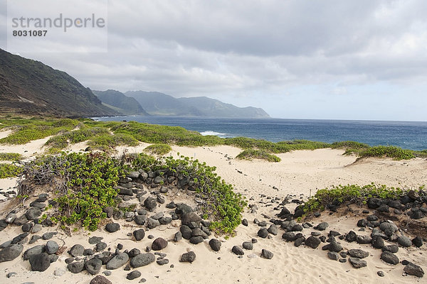 Wasserrand  Felsbrocken  führen  Amerika  Sand  Verbindung  Laub  Hawaii  Honolulu  Oahu
