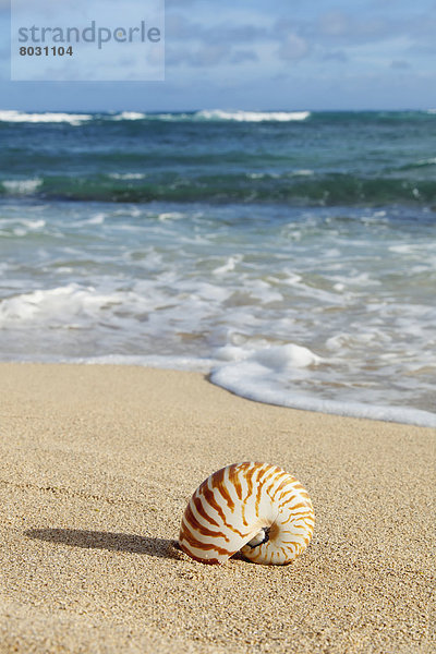 Amerika Strand Verbindung Schnecke Gastropoda Hawaii Honolulu Oahu