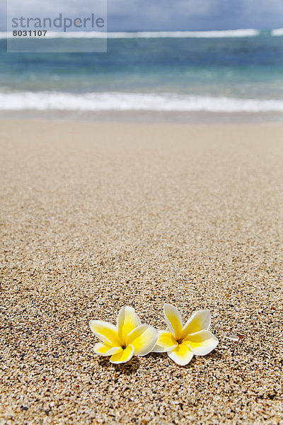 Amerika  Blume  Strand  Paar  Paare  Verbindung  Hawaii  Honolulu  Oahu