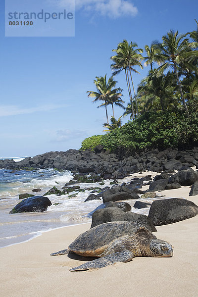 Amerika Strand Landschildkröte Schildkröte Verbindung Hawaii North Shore Oahu