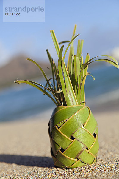 Palmenblatt Amerika Produktion Geflochtener Zopf Verbindung Ananas Hawaii Oahu Waikiki