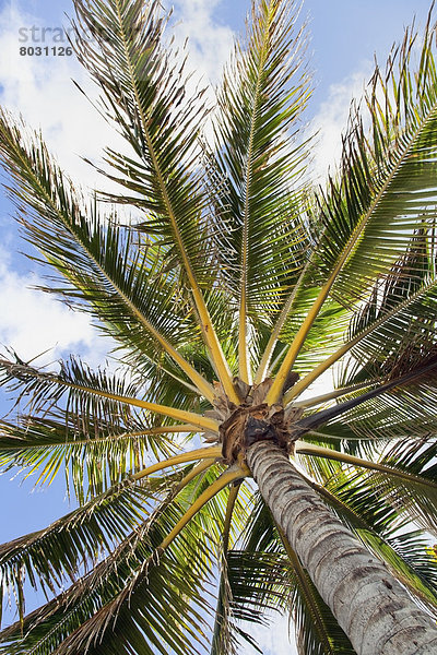 Detail  Details  Ausschnitt  Ausschnitte  Schönheit  Amerika  Baum  Palme  Verbindung  unterhalb  Hawaii  Honolulu  Oahu