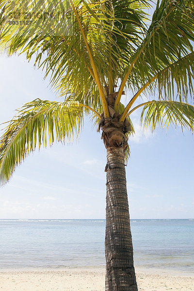 Schönheit  Amerika  Strand  Baum  Palme  Verbindung  Hawaii  Honolulu  Oahu
