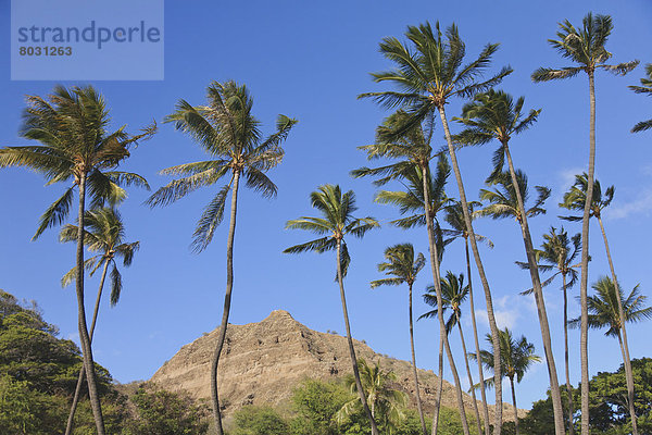Berg  Felsen  Amerika  Baum  Himmel  Berggipfel  Gipfel  Spitze  Spitzen  blau  Fokus auf den Vordergrund  Fokus auf dem Vordergrund  Verbindung  Hawaii  Honolulu