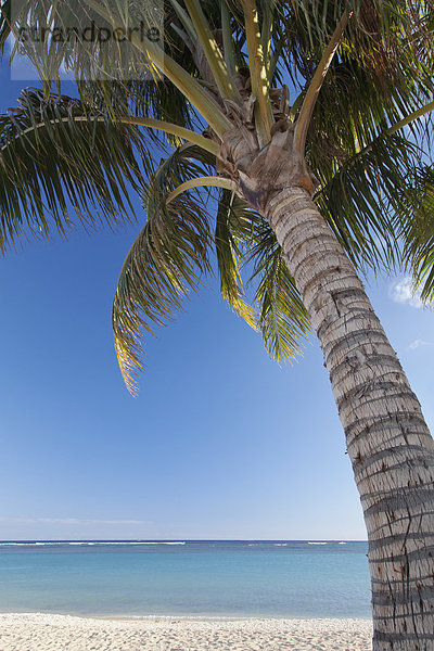 Amerika  Strand  Baum  Ozean  Ansicht  Palme  Verbindung  Hawaii  Honolulu