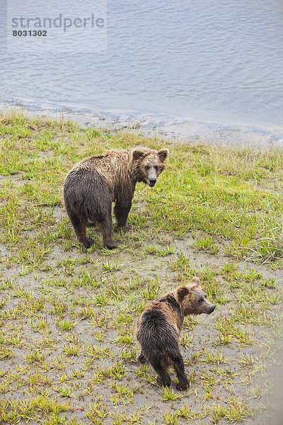 Braunbär  Ursus arctos  Nationalpark  gehen  über  See  Fluss  Menschliche Schulter  Schultern  sehen  mount Chinitna  Mutter - Mensch  Bank  Kreditinstitut  Banken  Bucht  junges Raubtier  junge Raubtiere