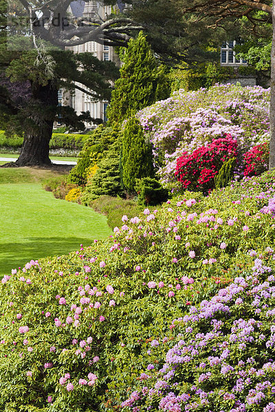 Blume blühen Wohnhaus Garten Muckross House