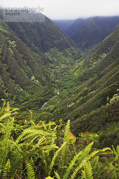 Steilküste  Überfluss  Tal  groß  großes  großer  große  großen  Ansicht  Hawaii  Maui