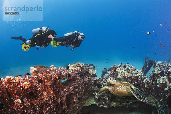 Wasserschildkröte Schildkröte Forschung grün Unterwasseraufnahme 2 Kickboard Taucher landen Handwerk