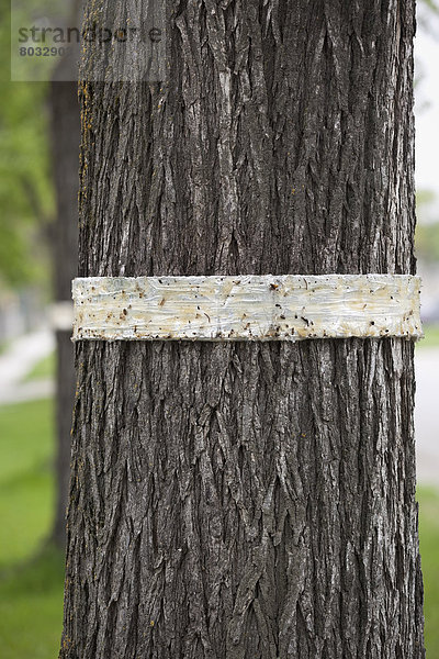 Baum  Insekt  Schutz  beschädigt  Kanada  Manitoba  Winnipeg