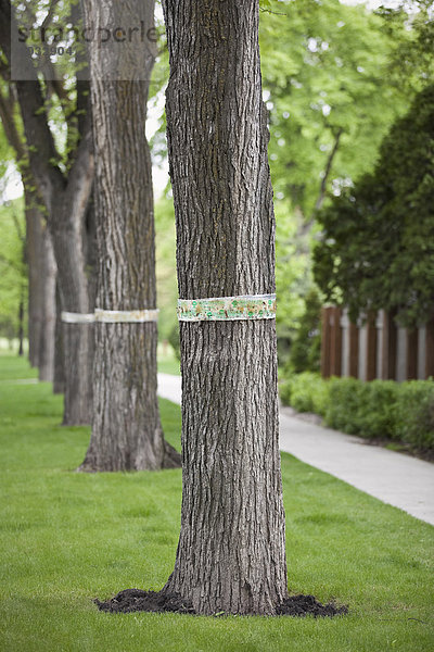 Baum  Insekt  Schutz  beschädigt  Kanada  Manitoba  Winnipeg