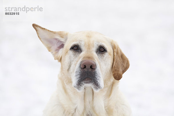 Tag  heben  gelb  Wind  Hund  1  Labrador  Retriever  Kanada  Manitoba  Winnipeg