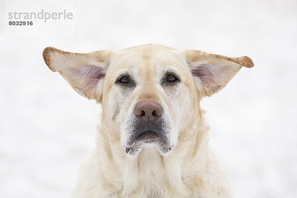 Tag  heben  gelb  Wind  Hund  Labrador  Retriever  Kanada  Manitoba  Winnipeg