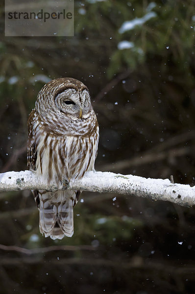 Barred Owl In Falling Snow  Whitby Ontario