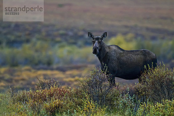 Herbst  Bundesstraße  vorwärts  Elch  Alces alces  Tundra