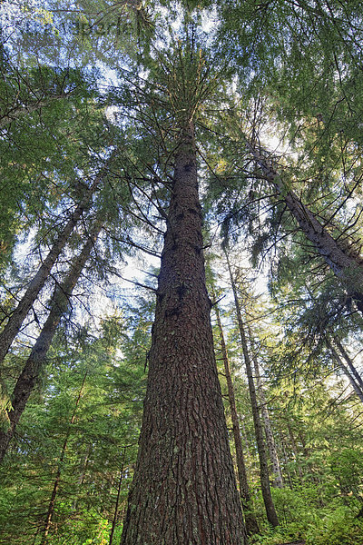 Baum  Fichte  Chilkoot Range