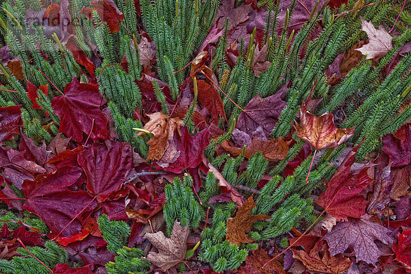 Ahornblatt liegend liegen liegt liegendes liegender liegende daliegen Boden Fußboden Fußböden Algonquin Provincial Park Ontario