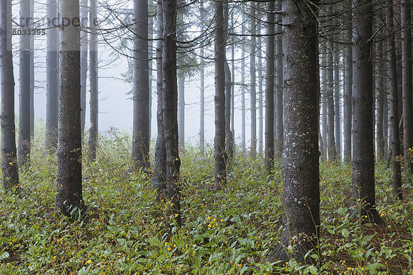 Conifer Forest In Fog  Petite-Riviere-Saint-Francois Quebec Canada