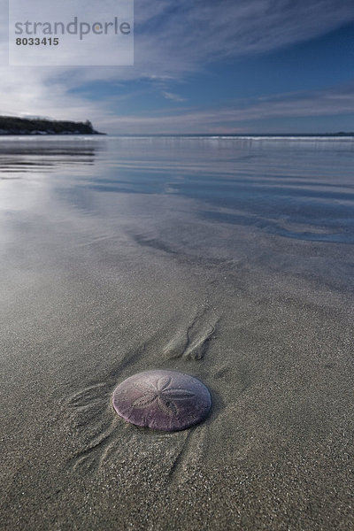 Strand  Sand  Dollar  Pazifischer Ozean  Pazifik  Stiller Ozean  Großer Ozean  Bucht