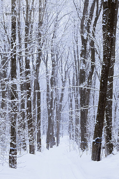 Snow-Covered Forest  Saint-Adrien-D'irlande Quebec Canada