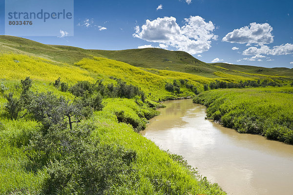 Fluss  Wiese  Westen