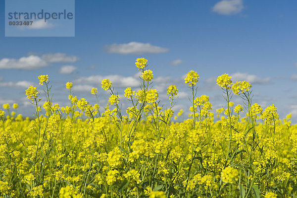 Blooming Mustard Field  Ponteix Saskatchewan Canada
