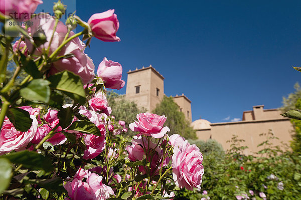 hinter  Wachstum  Garten  Rose  Kasbah  Marokko