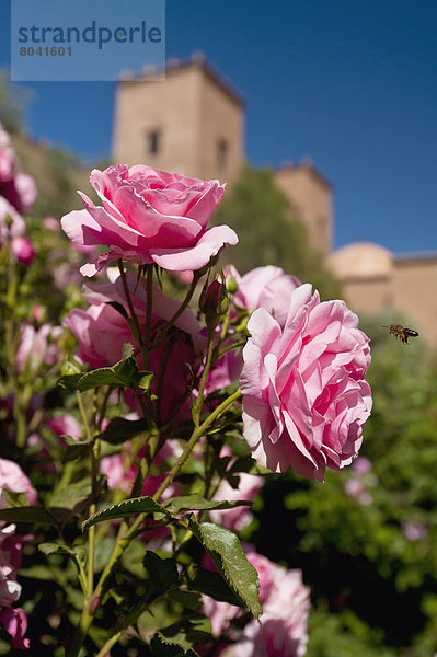 hinter  Wachstum  Garten  Rose  Kasbah  Marokko