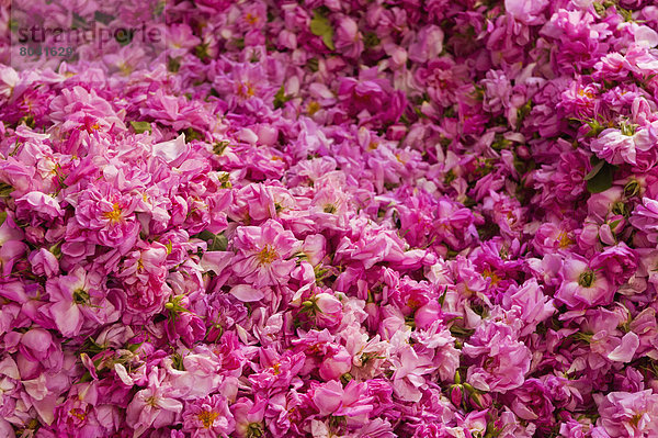 Haufen Rose groß großes großer große großen Kasbah Marokko